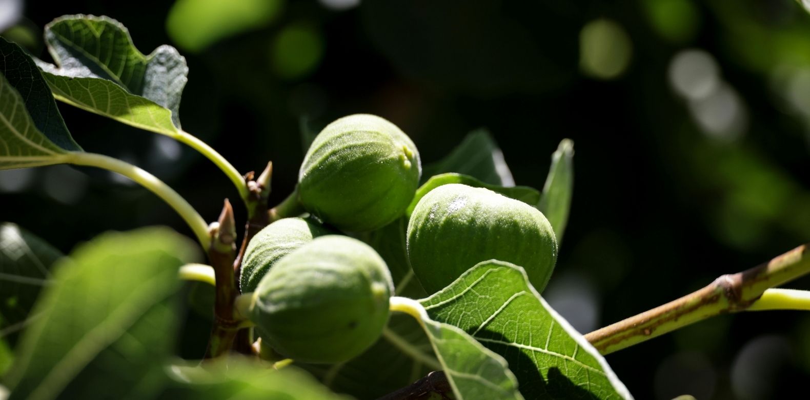 Abide In Christ As A Tree Planted By The Waters — Fruitful And Not Withered
