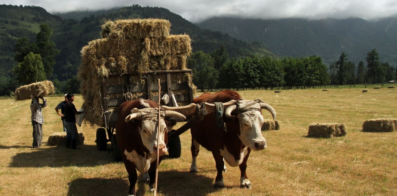 His Yoke: He Carries Us Through, Unlike The Yoke We Bear By Our Own Strength