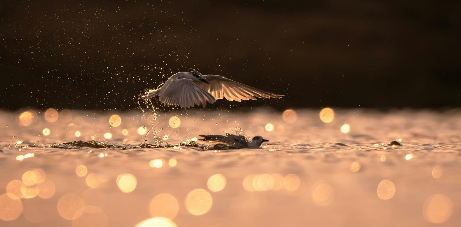 Unforced Rhythm of Grace